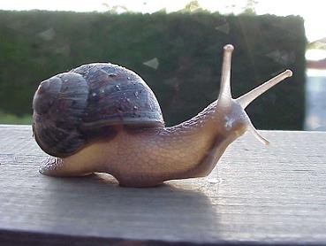 Caracol.jpg
