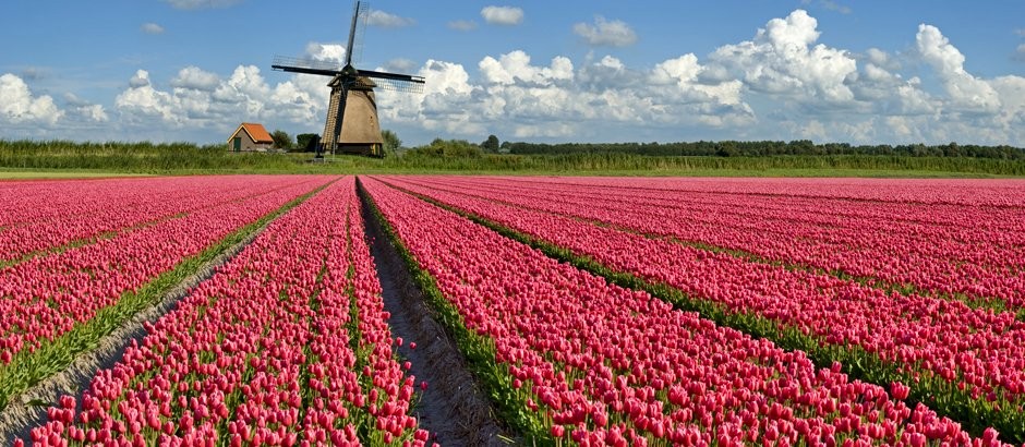 O CASO DAS TULIPAS ASTRONÓMICAS…