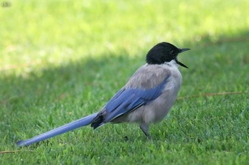 PEGA AZUL OU CHARNECO – UM BOM SÍMBOLO