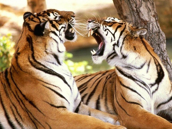 tigres.jpg