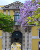 FLORIRAM OS PRIMEIROS JACARANDÁS EM LISBOA